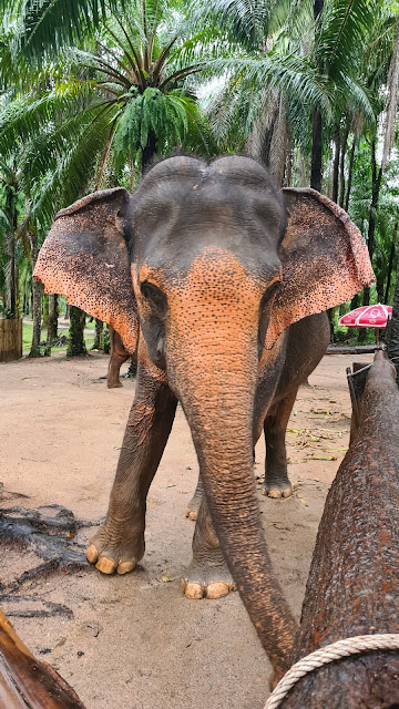 Sanfte Riesen in Krabi – Deine berührende Begegnung im Elephant Shelter
