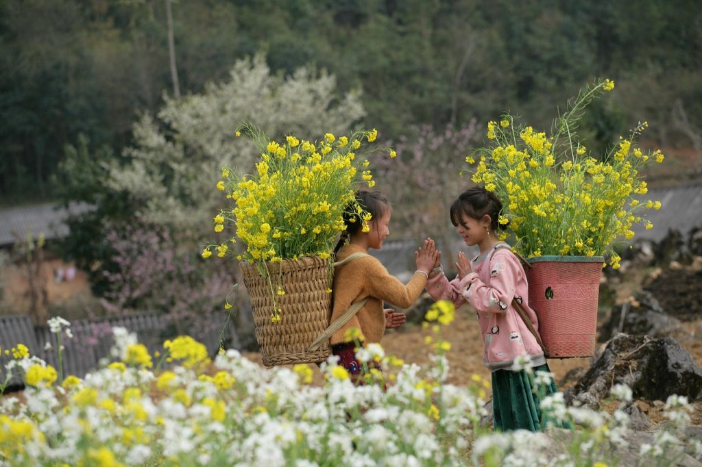 Ha Giang, Vietnam, Felsplateau, Tourismus, Kinder, Frühling, Pfirsichblüten, Pflaumenblüten, Natur,