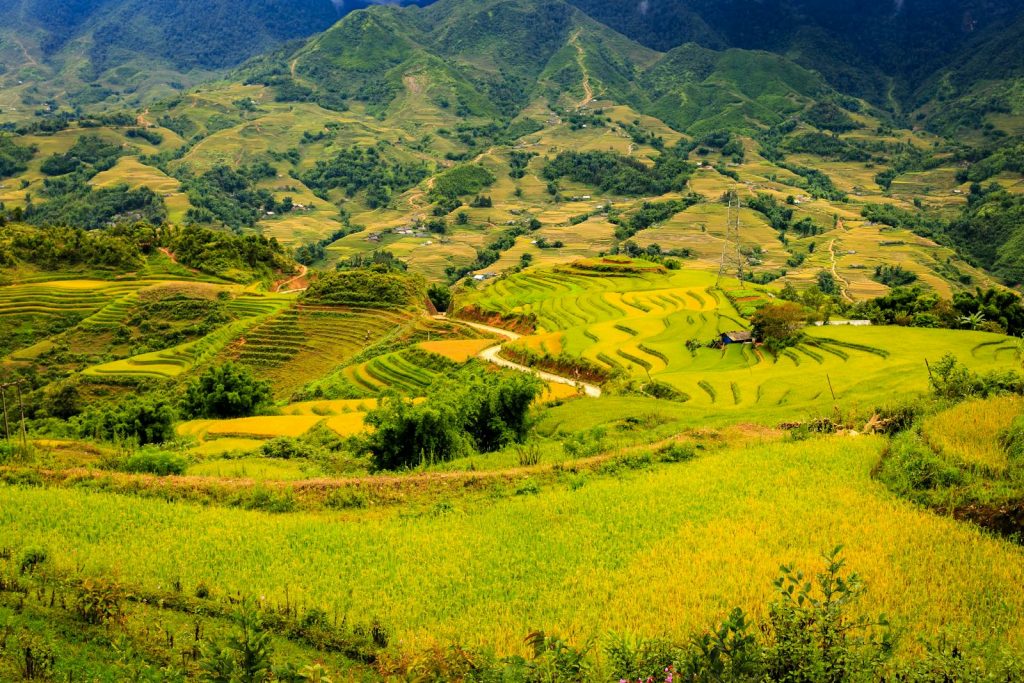 Lush green and golden rice terraces cascading through the mountains of Lào Cai, Vietnam.