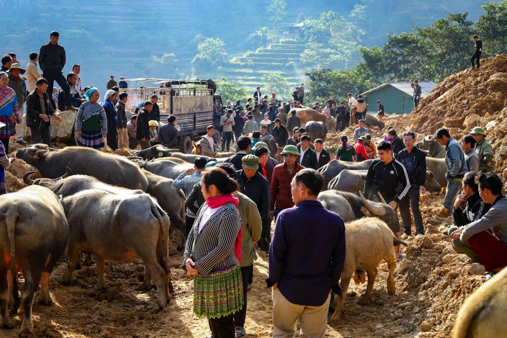 Lively buffalo market in Lào Cai, Vietnam showcasing local culture and trade.