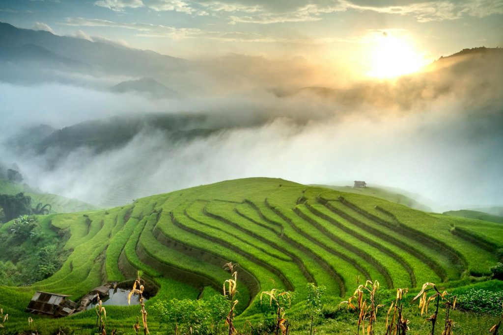 Picturesque view of green rice plantations growing on hills near white fog and hut at sunrise under cloudy sky