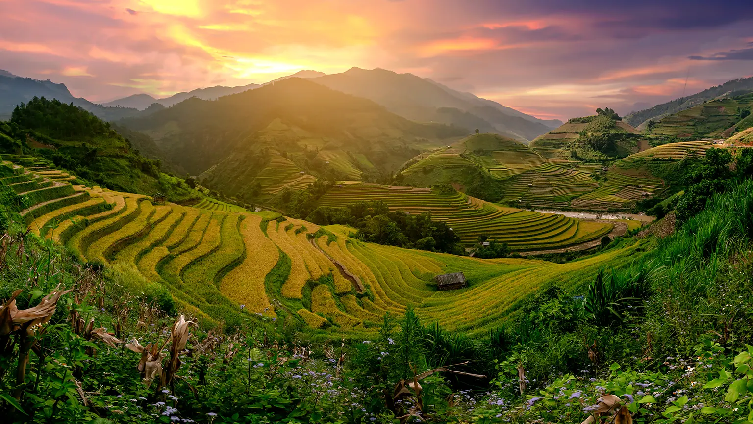 Reisterrassen in Nordvietnam