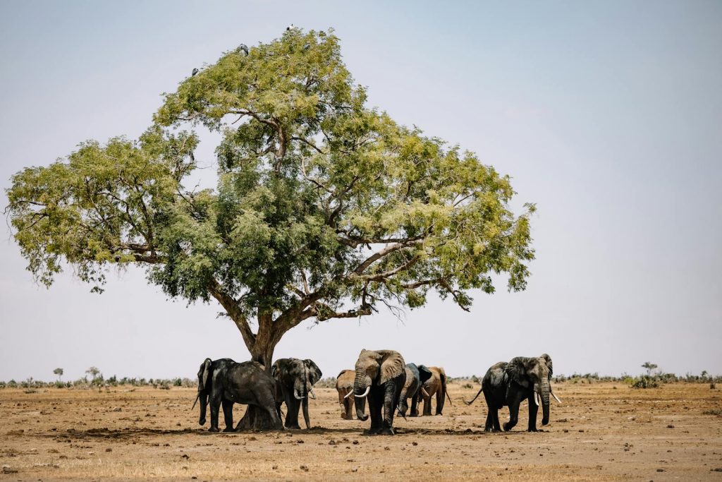Elefantenherde unter einem Baum in der afrikanischen Wildnis