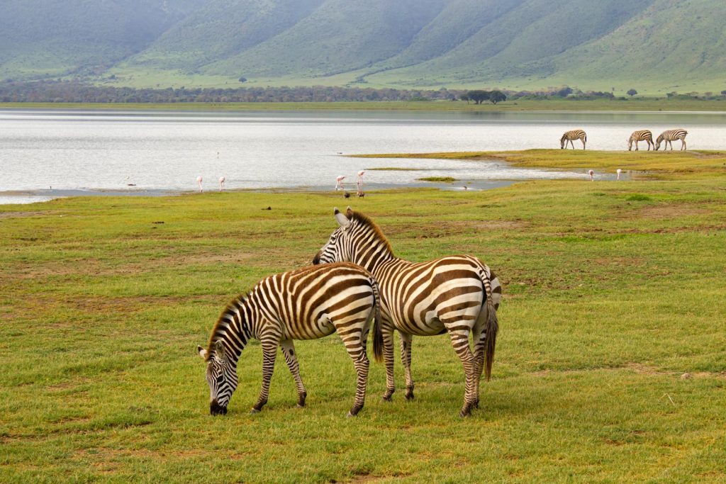 Zebras im Ngorongoro Krater mit Bergen im Hintergrund