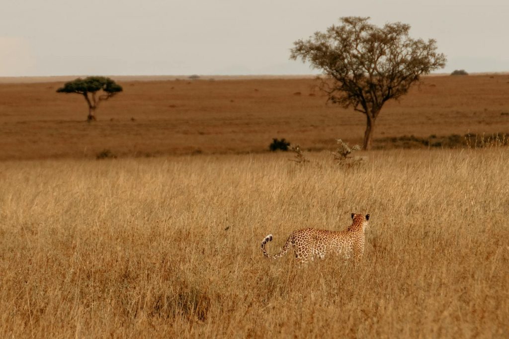 Gepard in der Serengeti auf Safari
