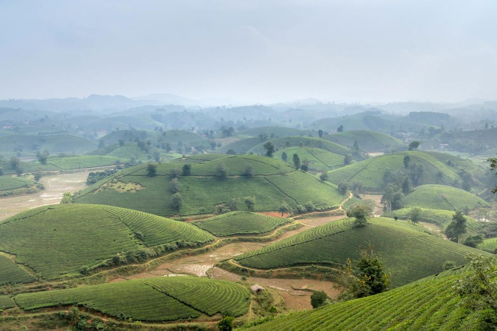 Luftaufnahme von sattgrünen Teeplantagen in den nebligen Hügeln von Sapa, Vietnam.