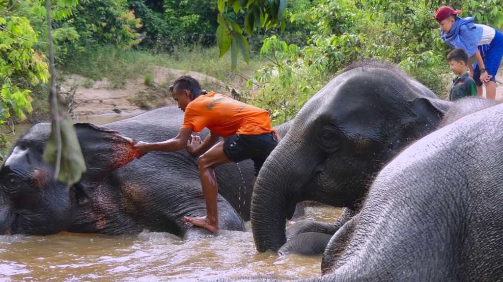 Elefanten in einem Schutzprojekt in Südthailand.