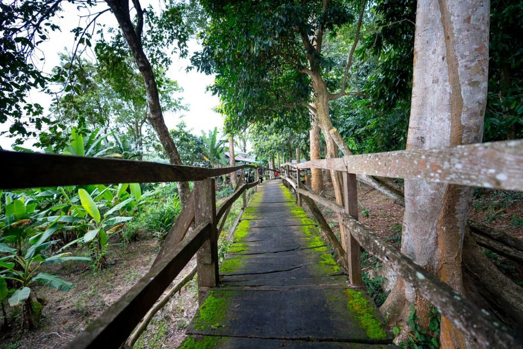 Wanderweg im Khao Lak Lam Ru Nationalpark.